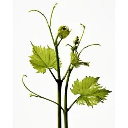 (M)ANASI 7 Přírodní pleťový krém Furora