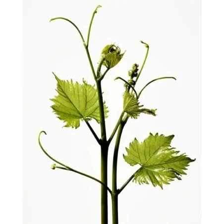 (M)ANASI 7 Přírodní pleťový krém Furora